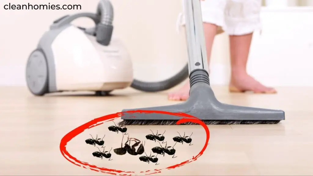 Can Ants Survive Vacuum Cleaner?