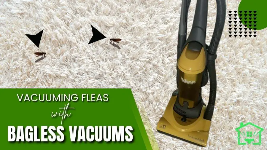 Vacuuming Fleas With Bagless Vacuums