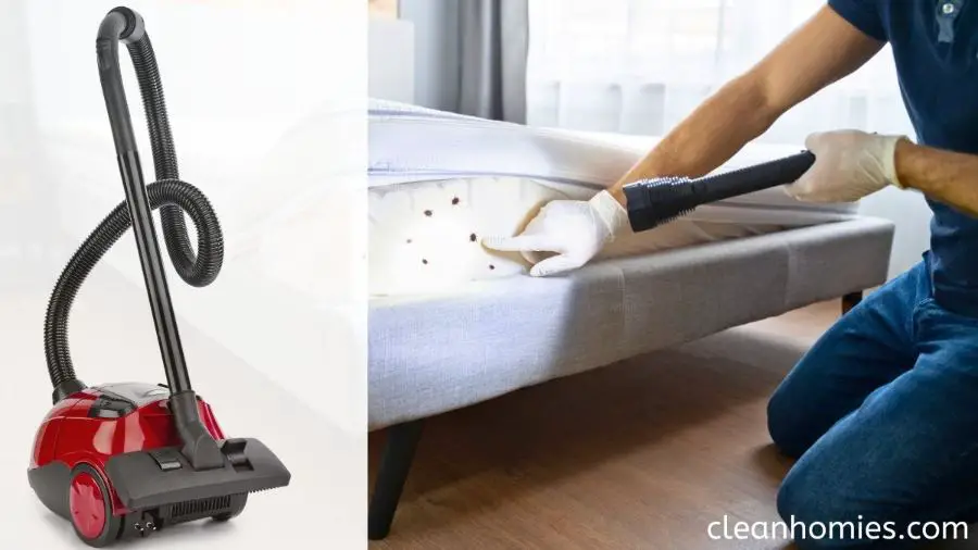 Can vacuuming alone kill bed bugs
