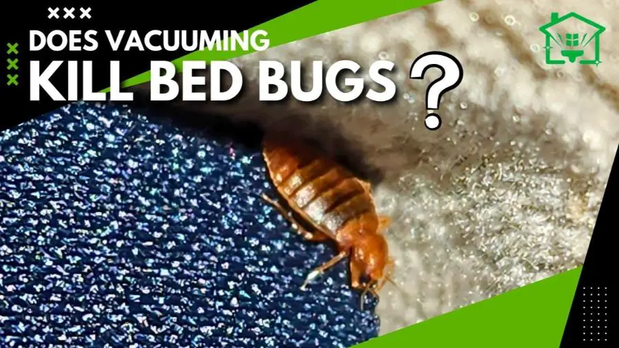 Does Vacuuming Kill Bed Bugs